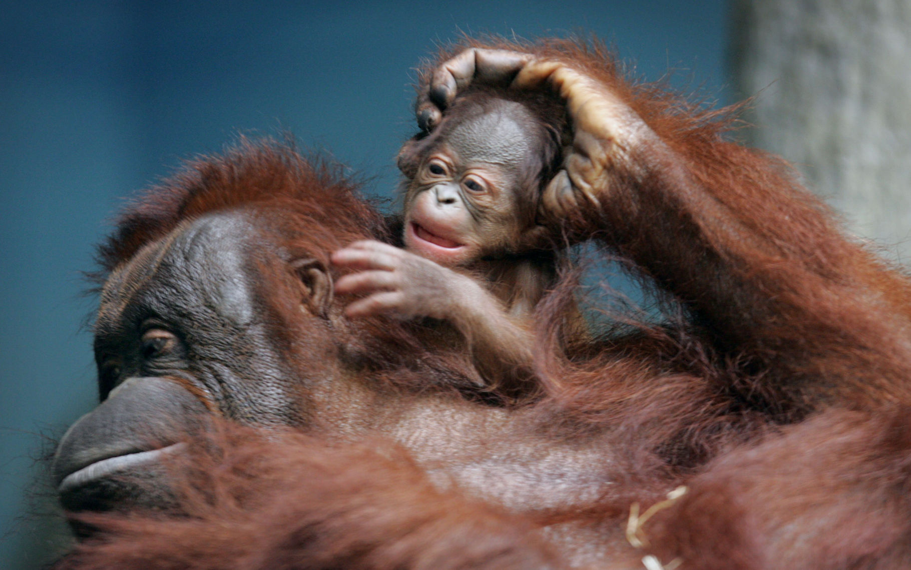 zoo babies